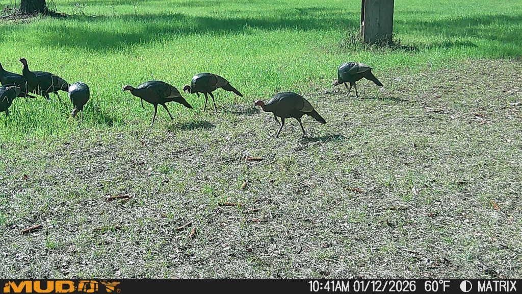 1701 SW Moseley Hall Road , Madison, FL 32340 Photo