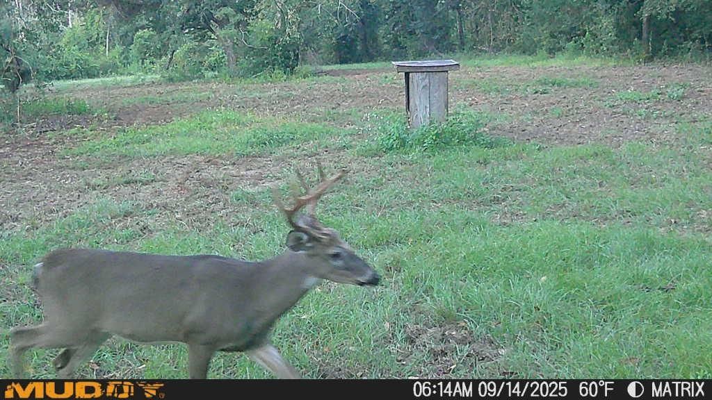 1701 SW Moseley Hall Road , Madison, FL 32340 Photo