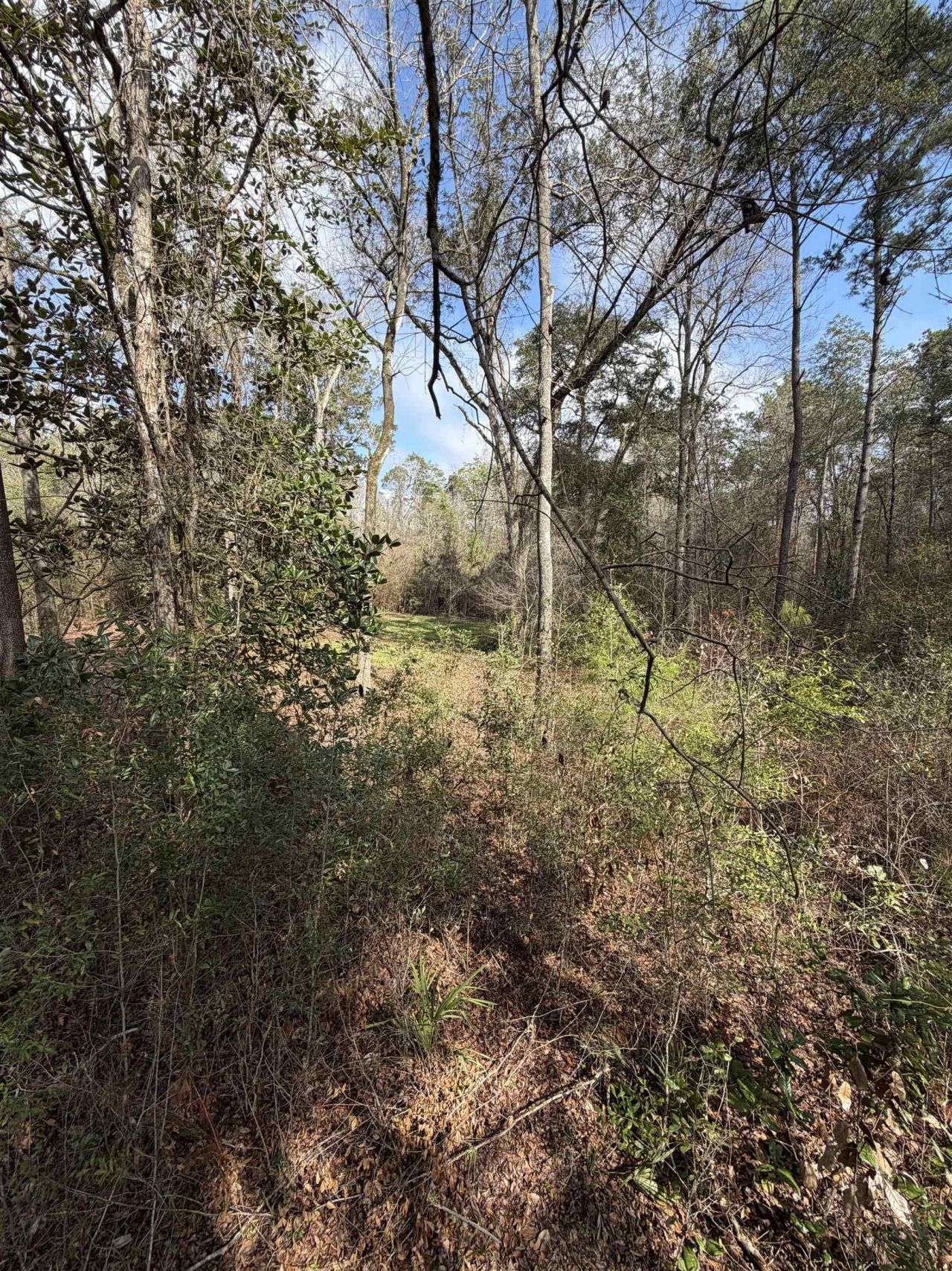 Xxx Shady Rest Road, Havana, FL 32333 Photo