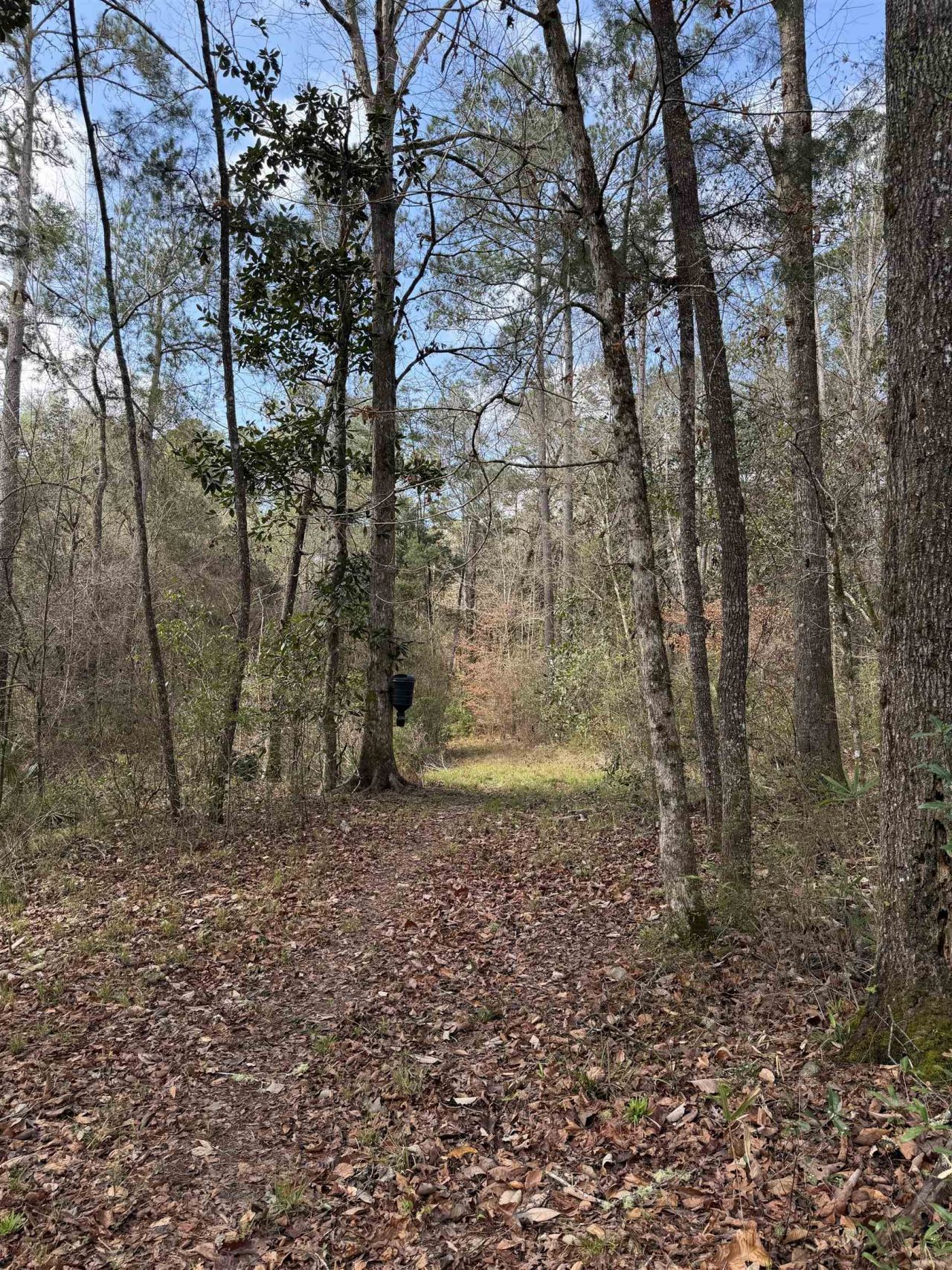 Xxx Shady Rest Road, Havana, FL 32333 Photo