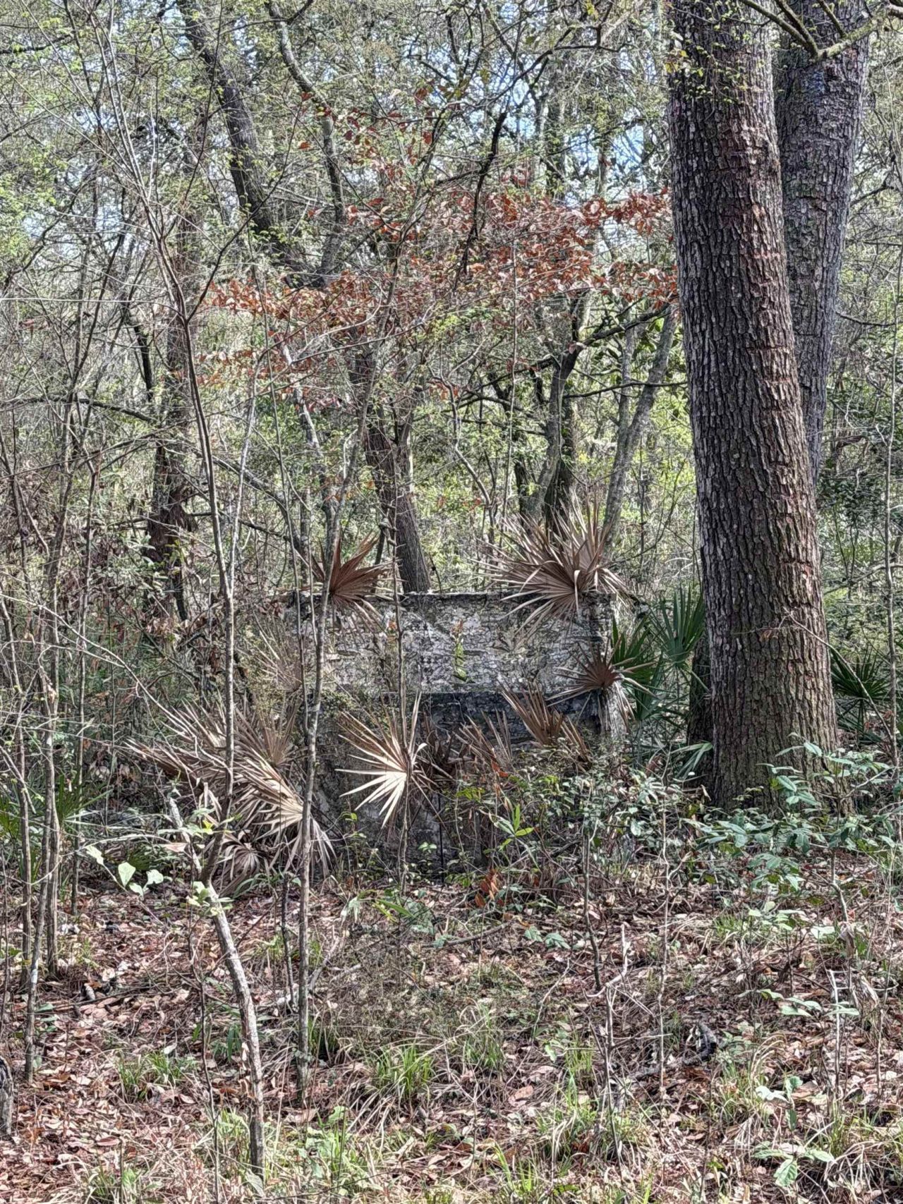 Xxx Shady Rest Road, Havana, FL 32333 Photo