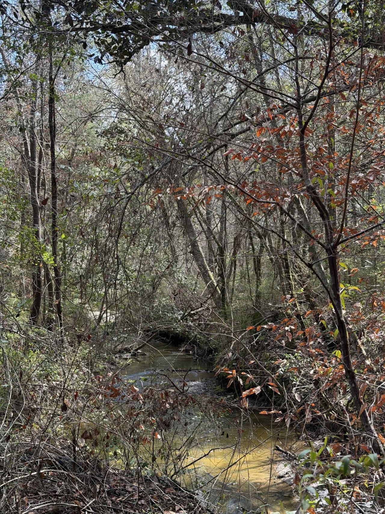 Xxx Shady Rest Road, Havana, FL 32333 Photo