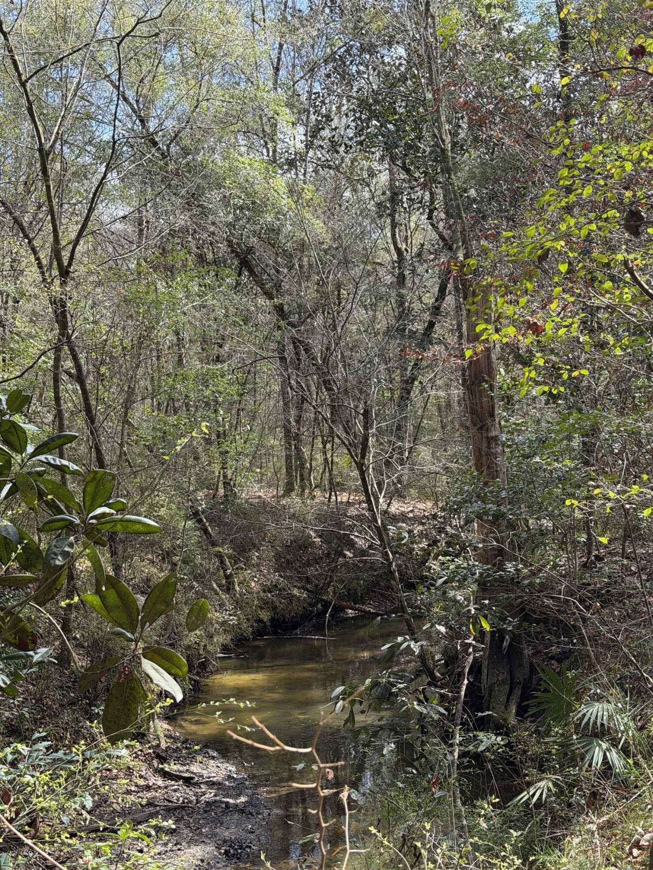 Xxx Shady Rest Road, Havana, FL 32333 Photo