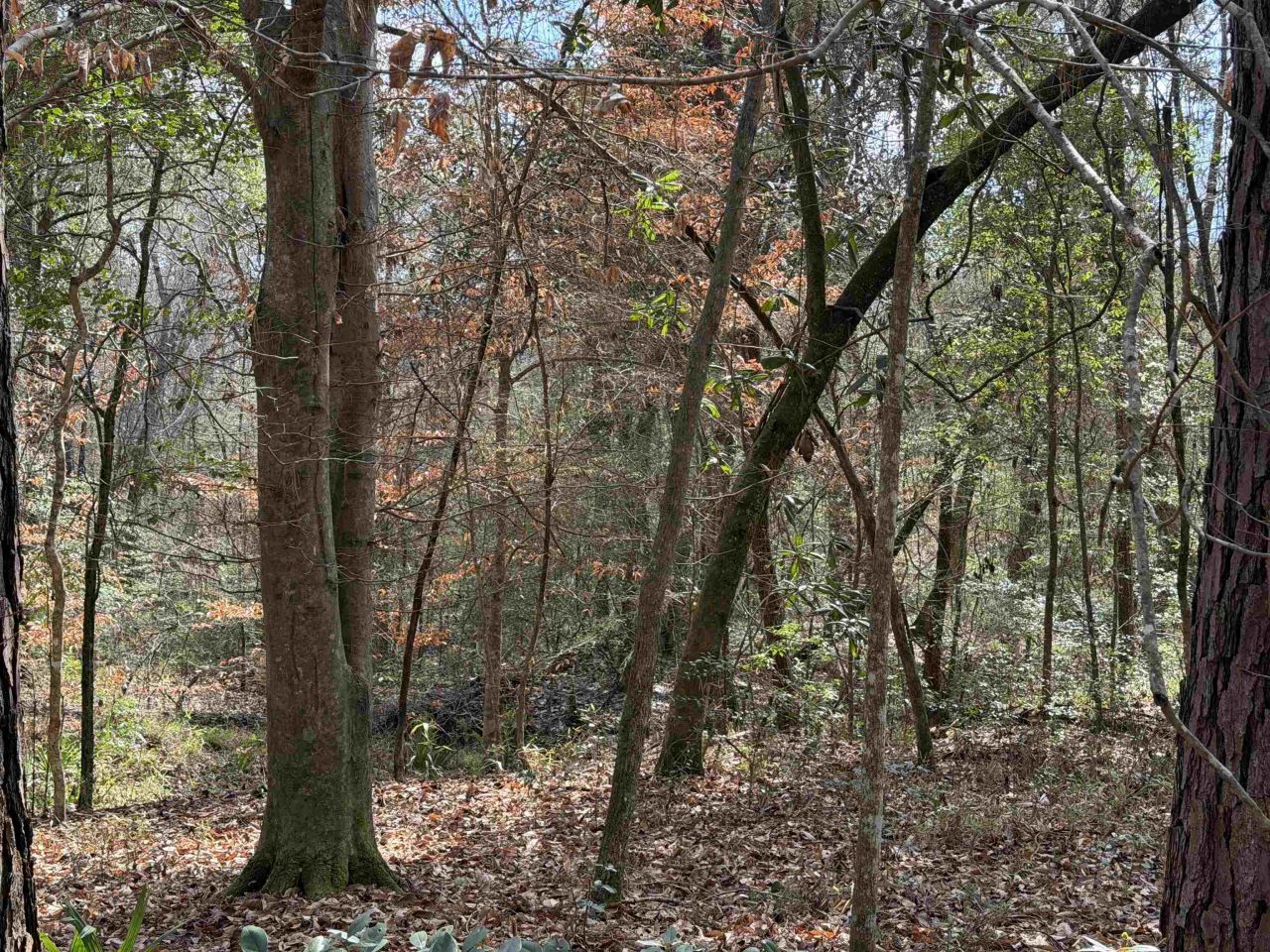 Xxx Shady Rest Road, Havana, FL 32333 Photo