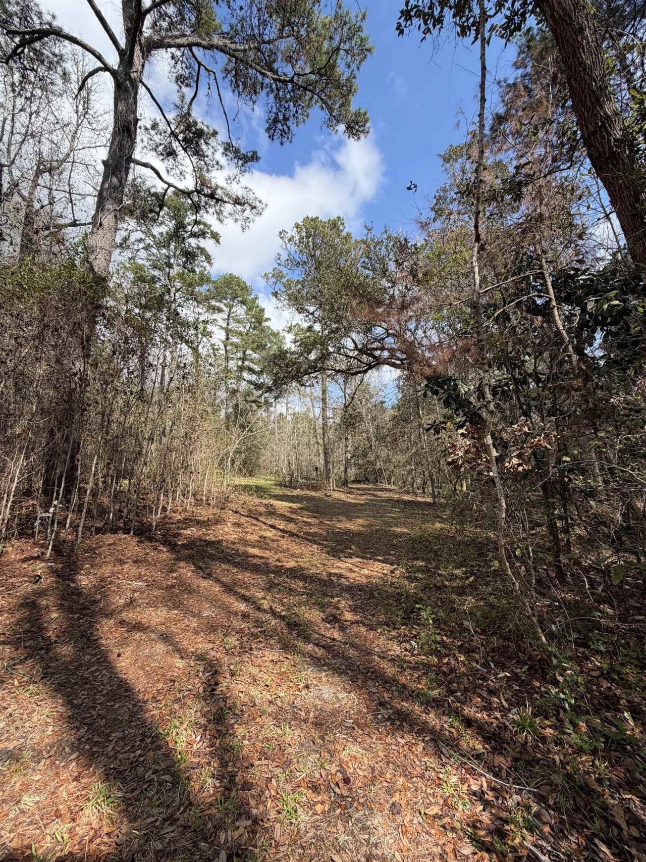 Xxx Shady Rest Road, Havana, FL 32333 Photo