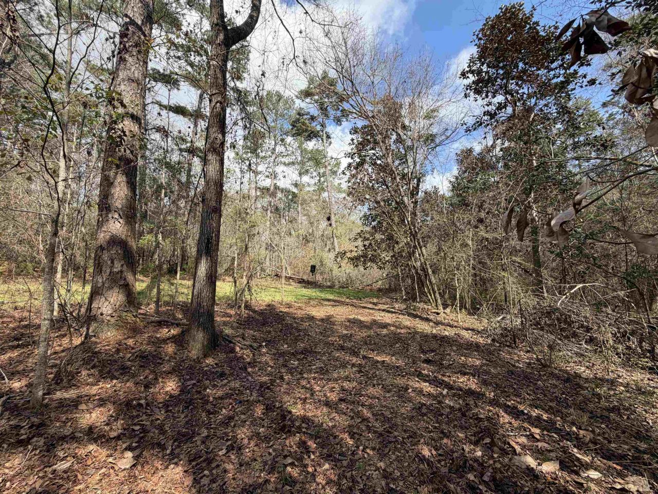 Xxx Shady Rest Road, Havana, FL 32333 Photo