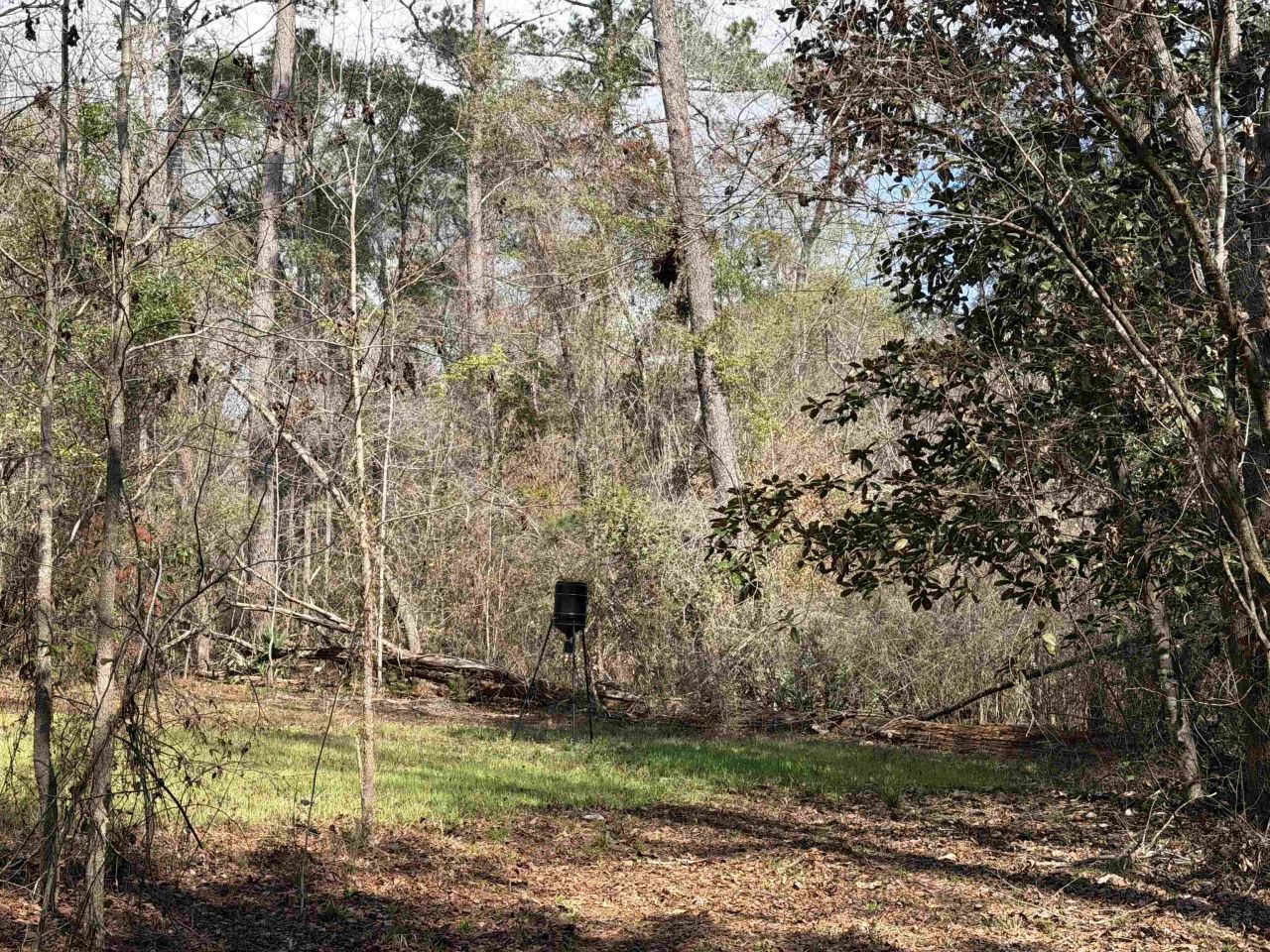 Xxx Shady Rest Road, Havana, FL 32333 Photo