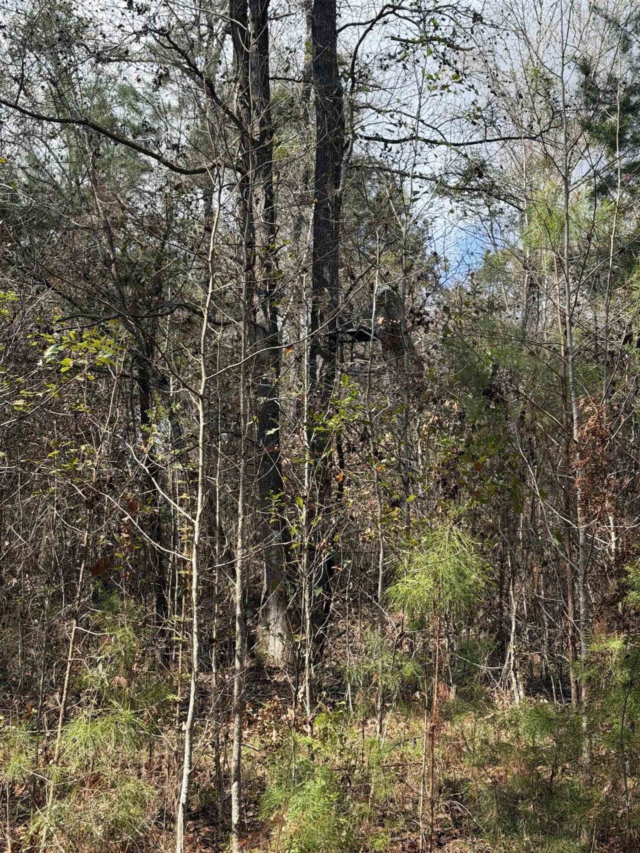 Xxx Shady Rest Road, Havana, FL 32333 Photo