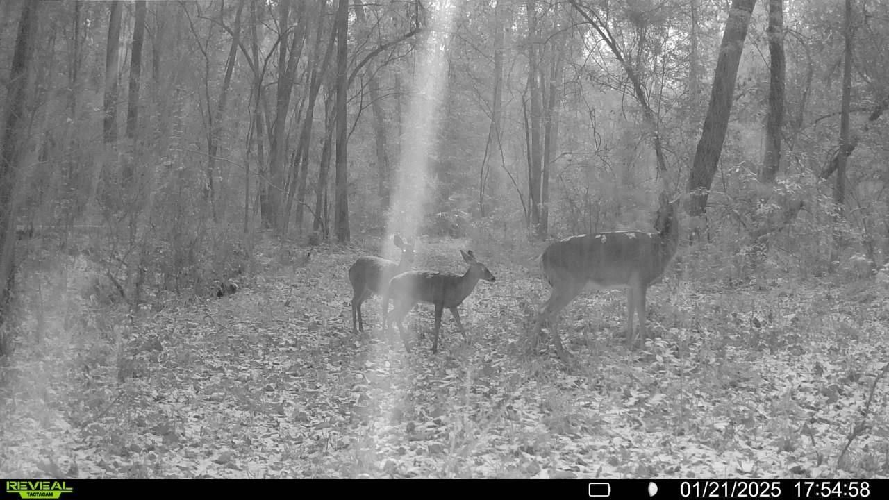 Xxx Shady Rest Road, Havana, FL 32333 Photo