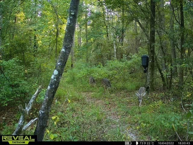 Xxx Shady Rest Road, Havana, FL 32333 Photo