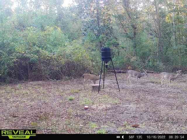 Xxx Shady Rest Road, Havana, FL 32333 Photo