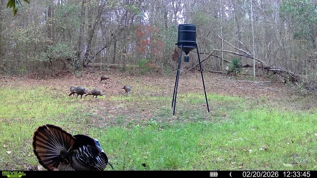 Xxx Shady Rest Road, Havana, FL 32333 Photo