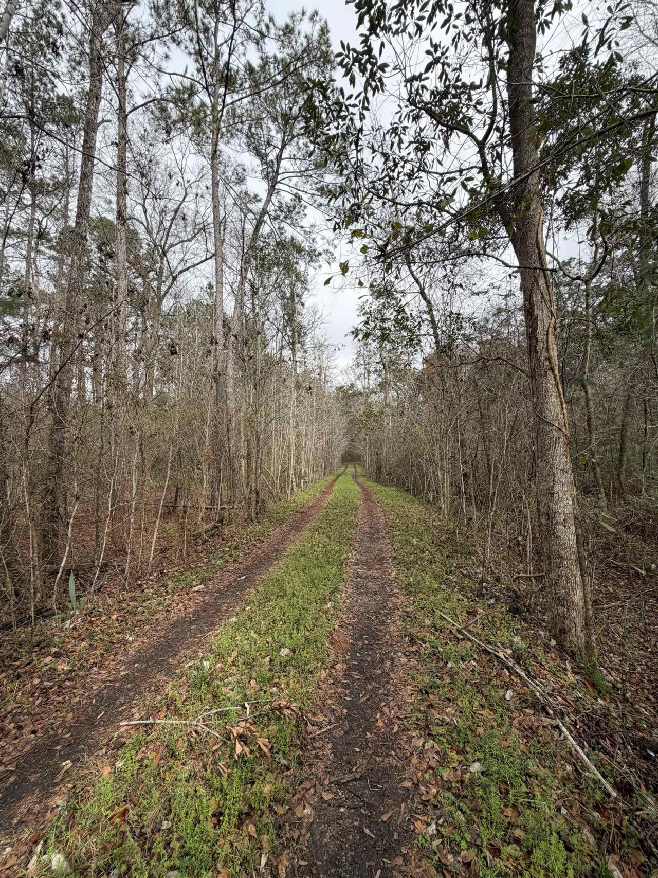 Xxx Shady Rest Road, Havana, FL 32333 Photo