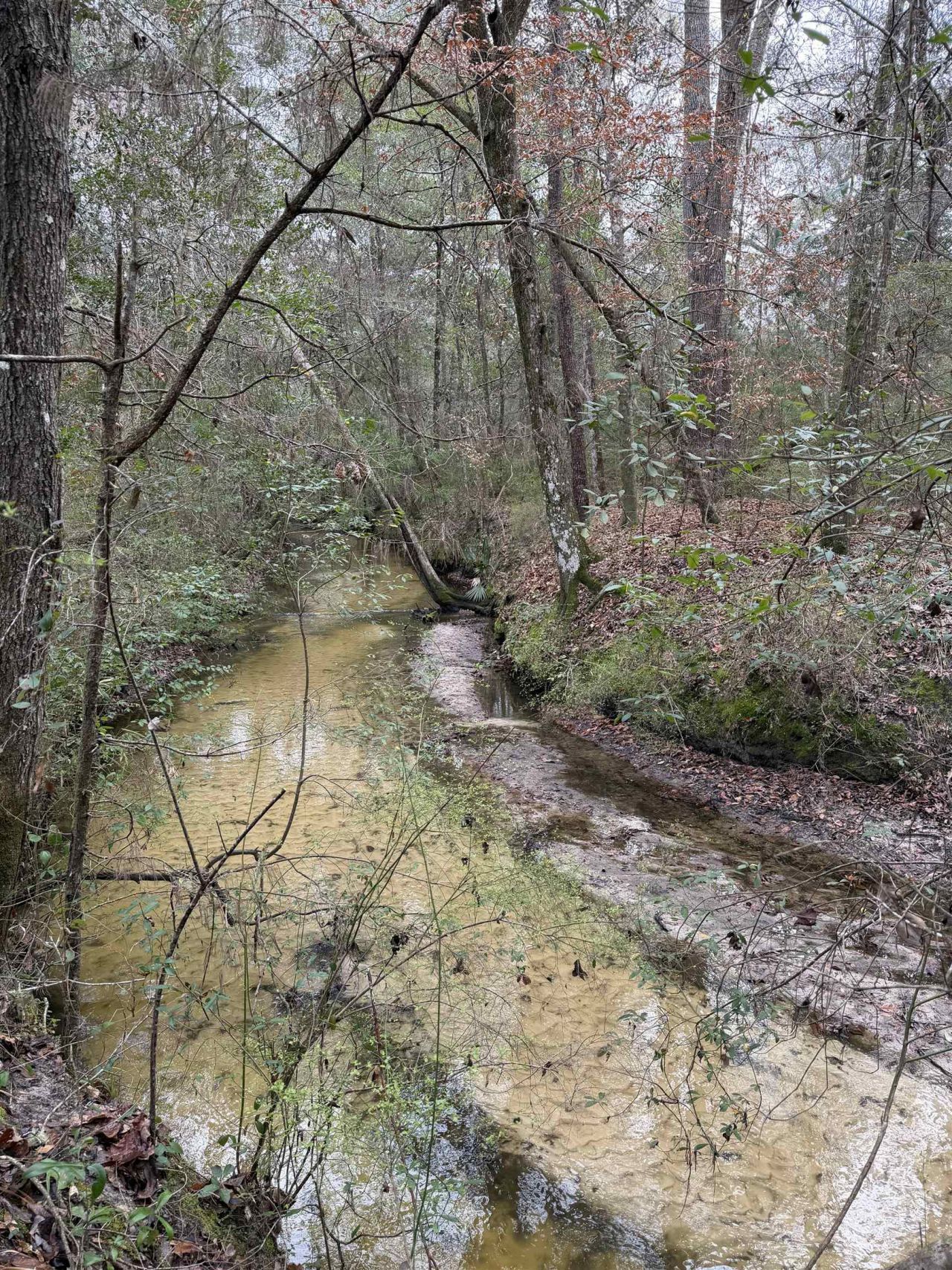 Xxx Shady Rest Road, Havana, FL 32333 Photo