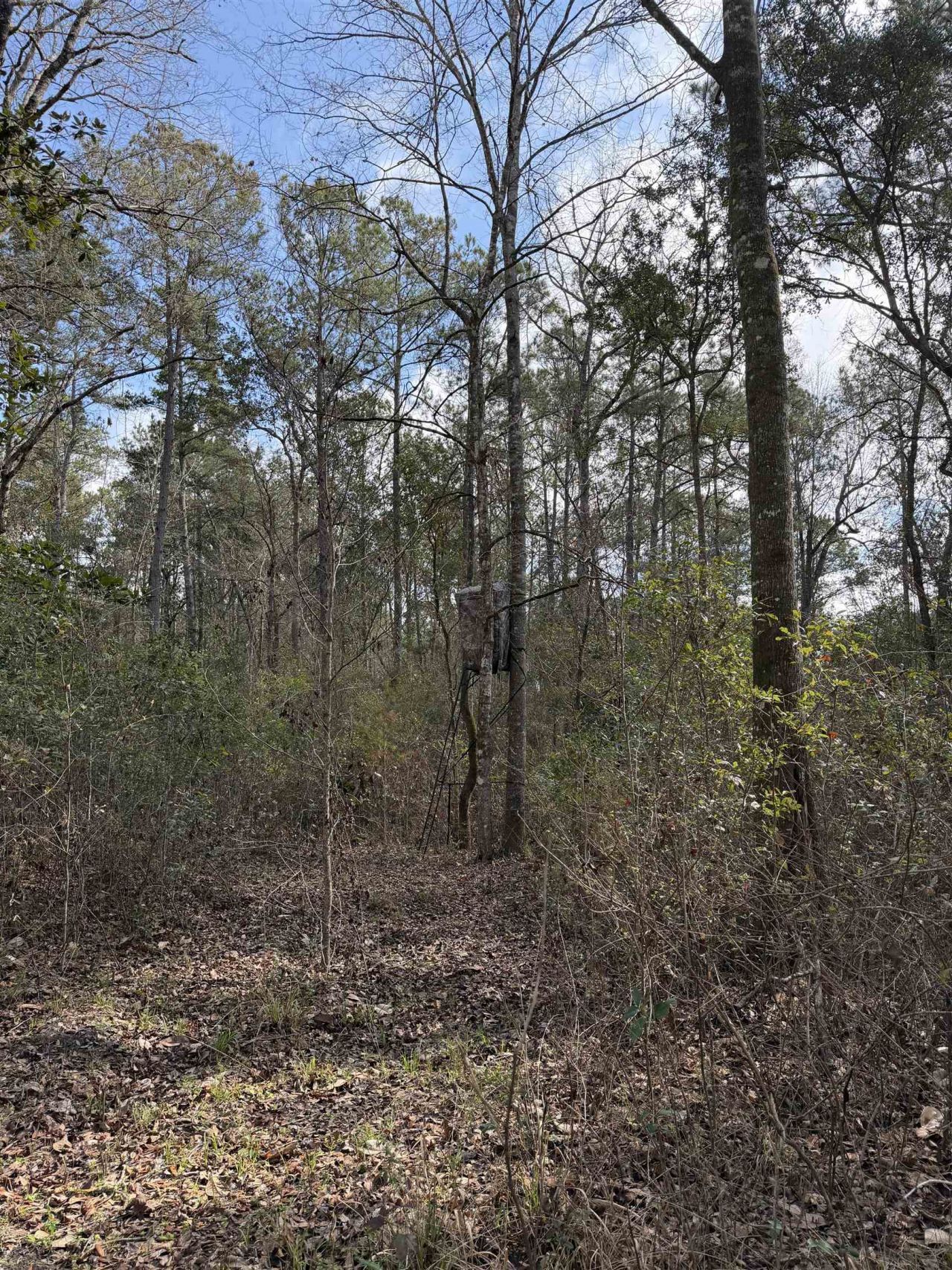 Xxx Shady Rest Road, Havana, FL 32333 Photo