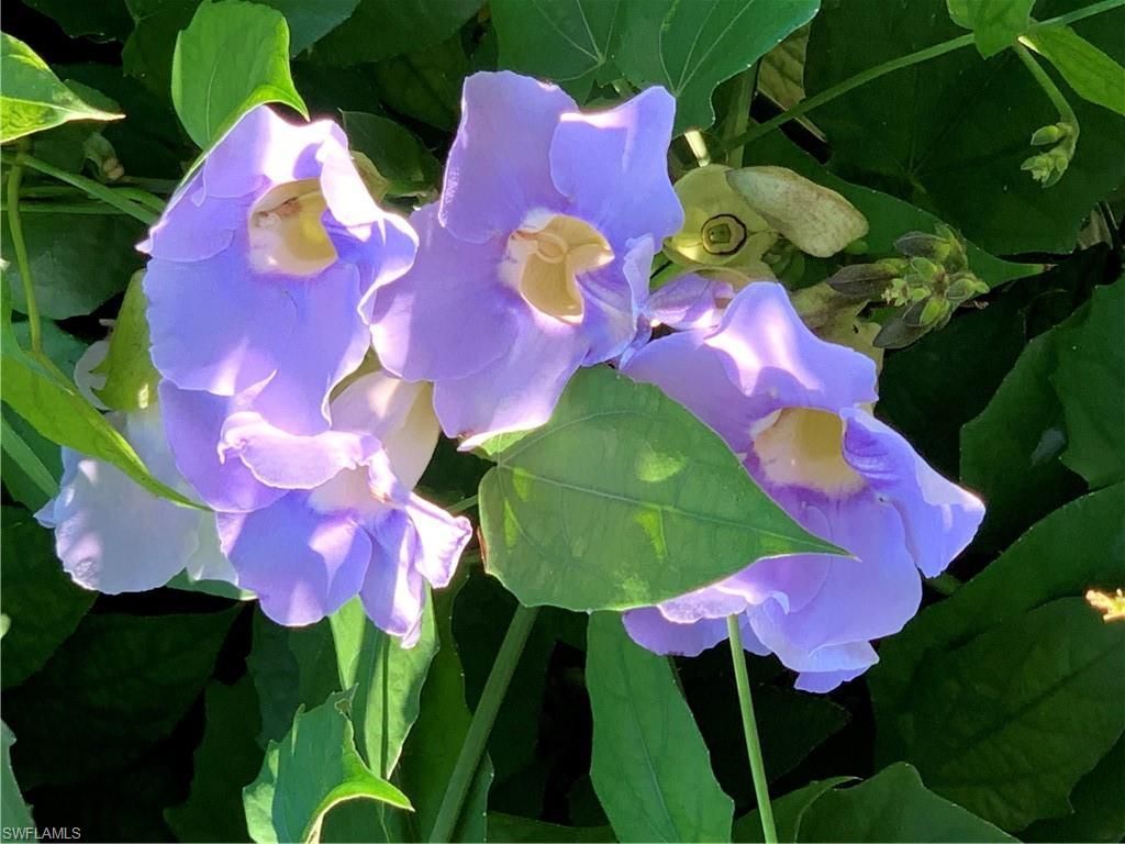 3800 Staley Rd, Fort Myers, FL 33905 Photo