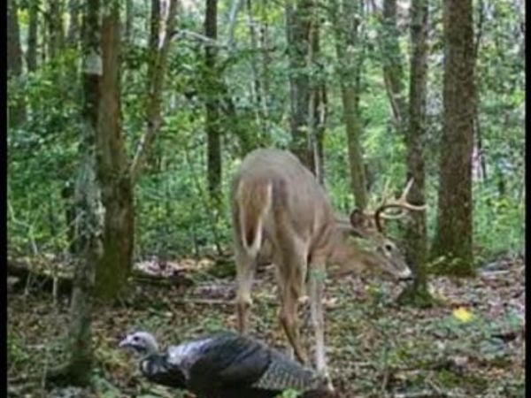 BIG WOODS ROAD, CHURCH HILL, MD 21623