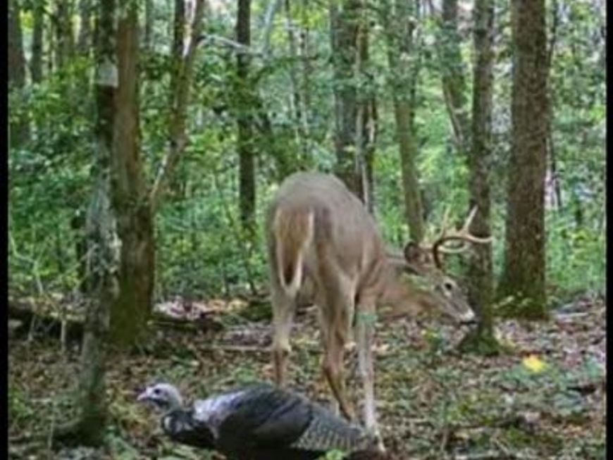 Big Woods Road, Church Hill, MD 21623 Main Photo