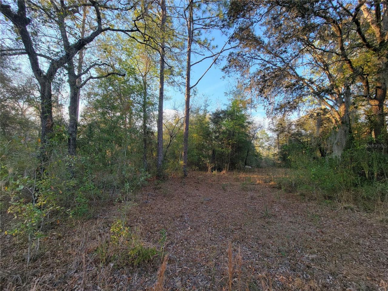 0 NE 20th Street, Williston, FL 32696 Photo