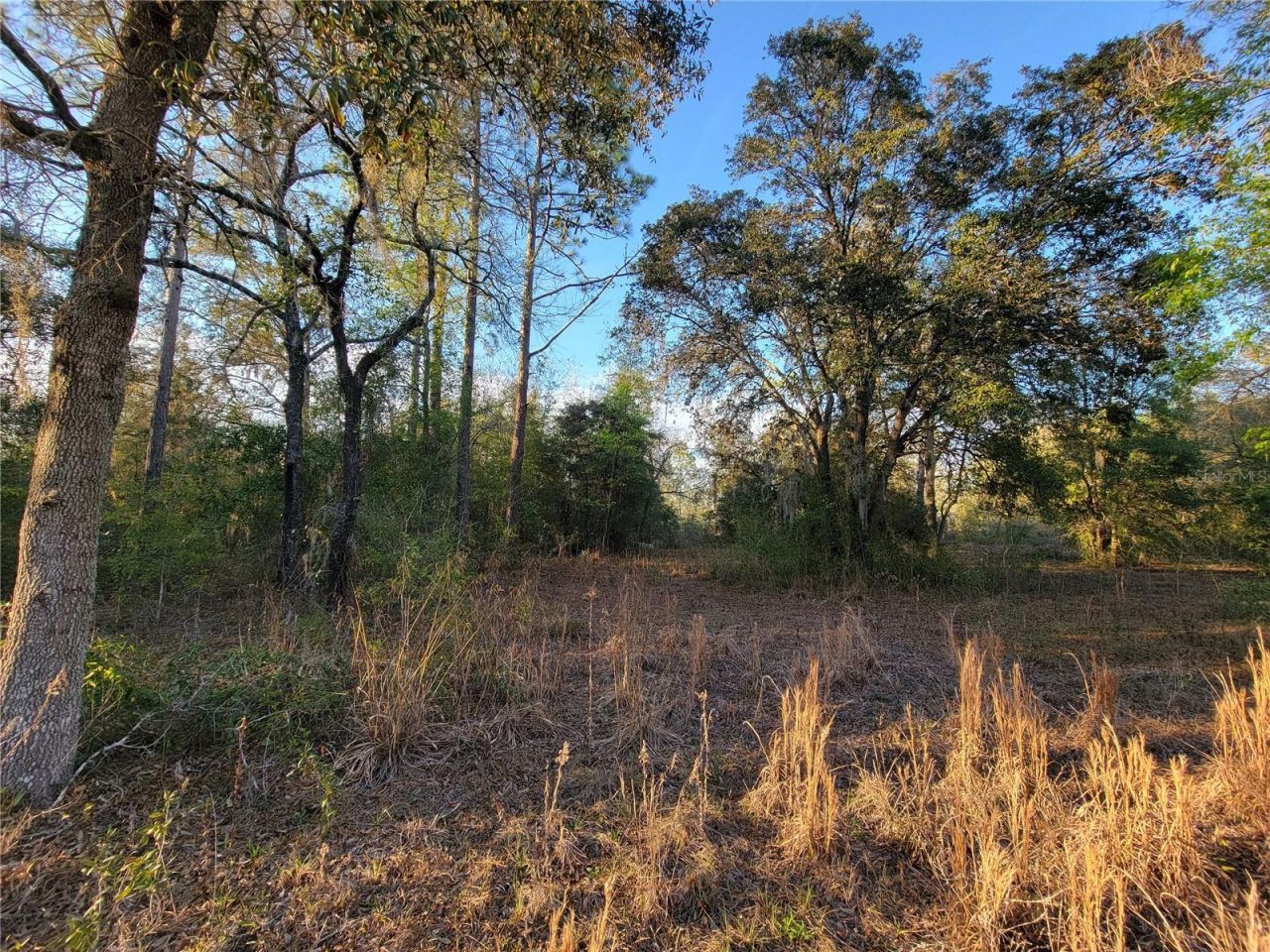 0 NE 20th Street, Williston, FL 32696 Photo