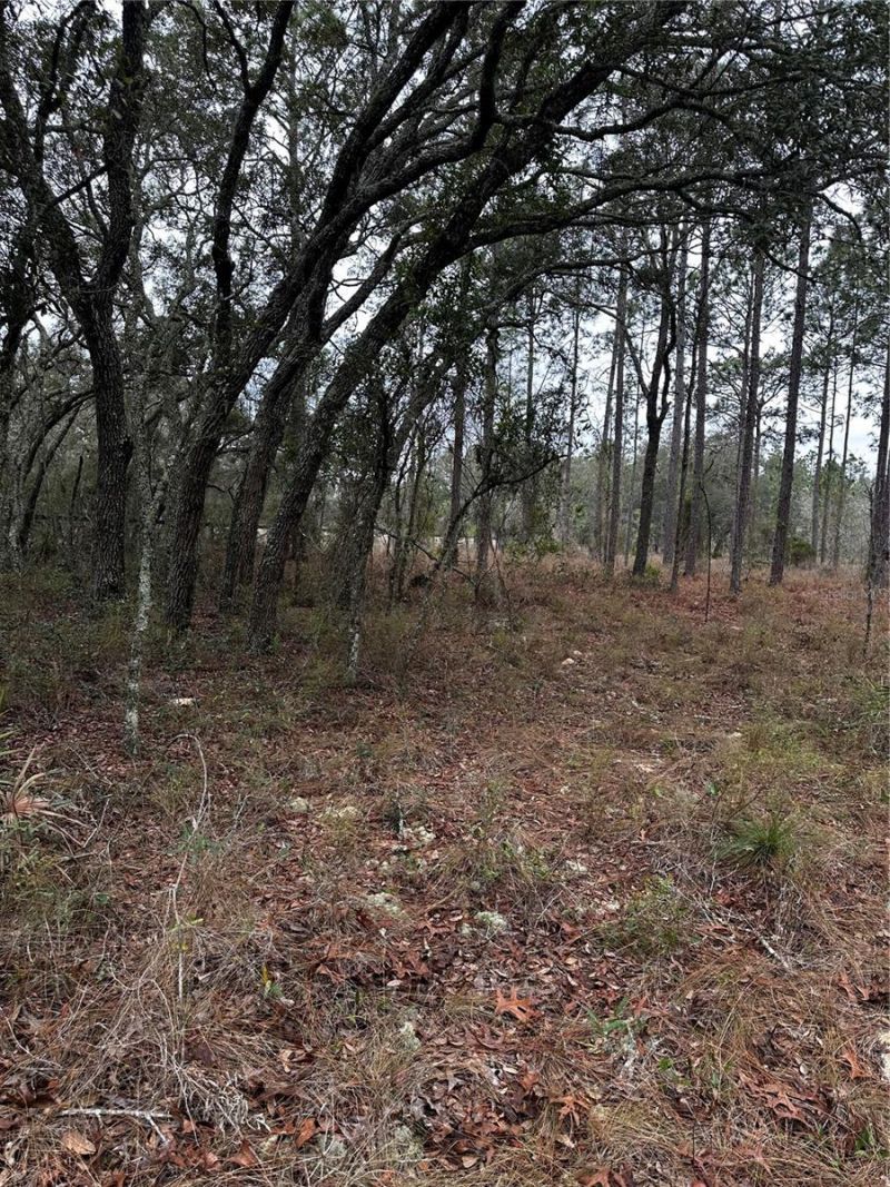 0000 SE 123 Rd Terrace, Morriston, FL 32668 Photo