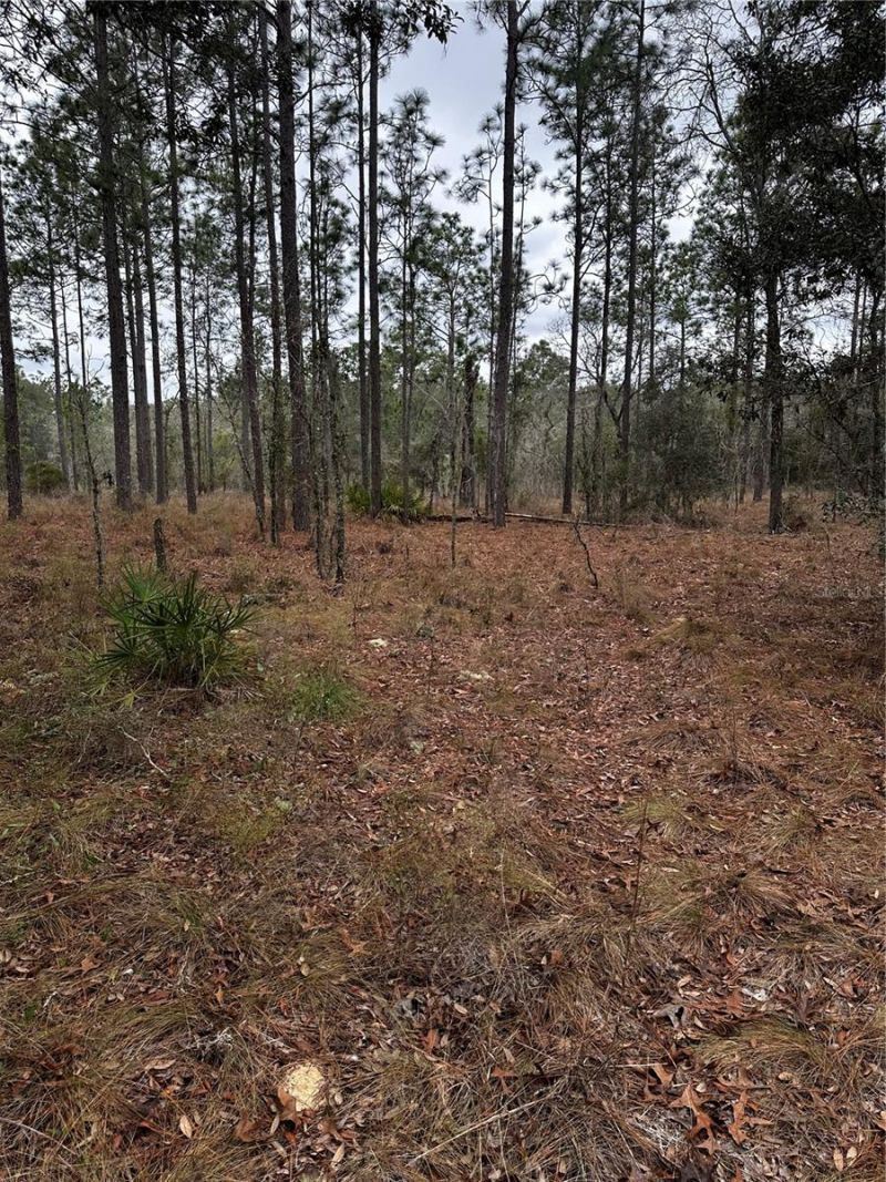 0000 SE 123 Rd Terrace, Morriston, FL 32668 Photo