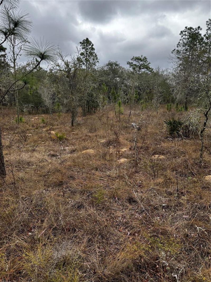 0000 SE 123 Rd Terrace, Morriston, FL 32668 Photo