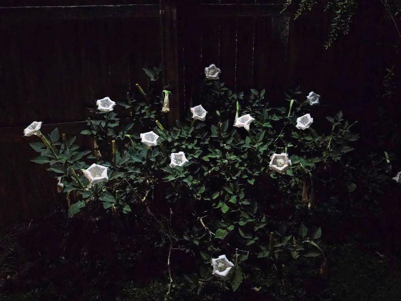 3726 Oakwood Drive, Pierce Twp, OH 45102 Photo 23