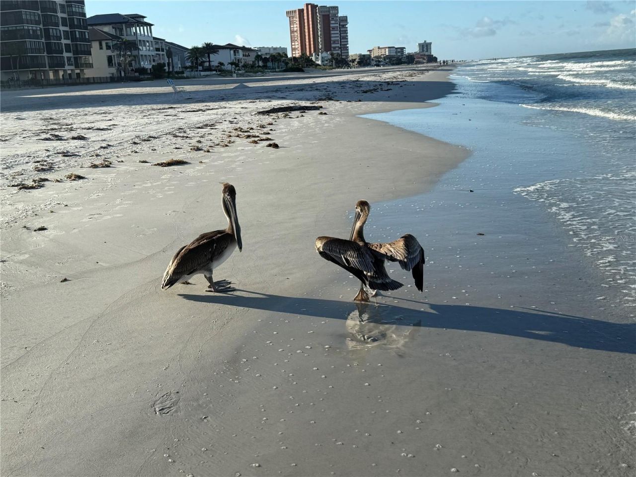 18650 Gulf Blvd, Unit 316, Indian Shores, FL 33785 Photo