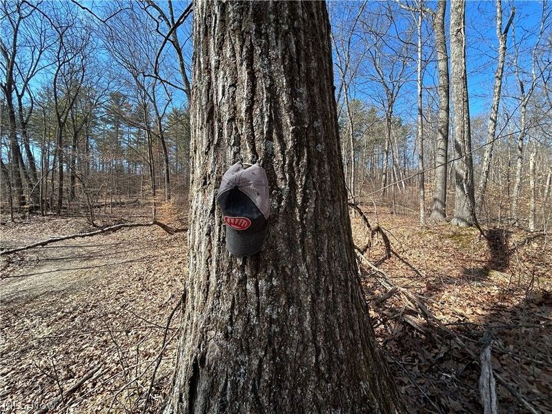 Ridgeview Lane , Blue Rock, OH 43727 Photo 13