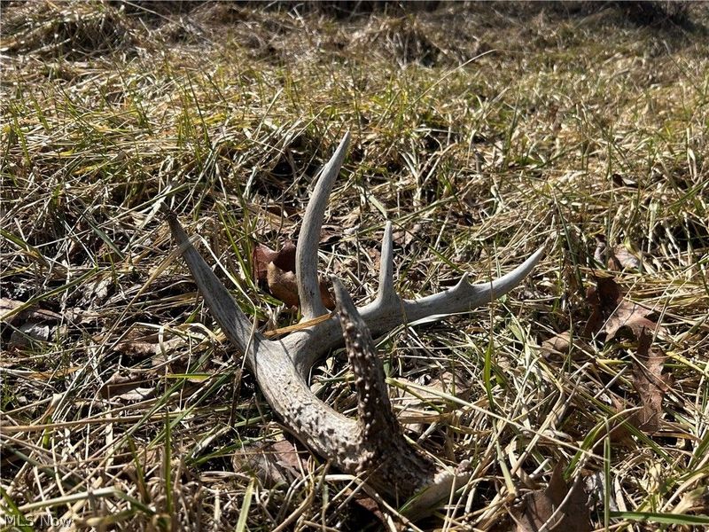 Ridgeview Lane , Blue Rock, OH 43727 Photo 21