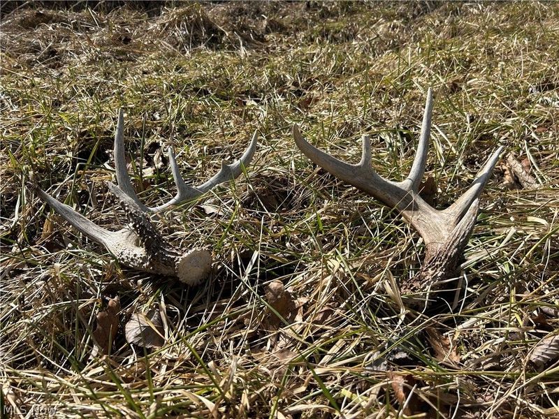 Ridgeview Lane , Blue Rock, OH 43727 Photo 22