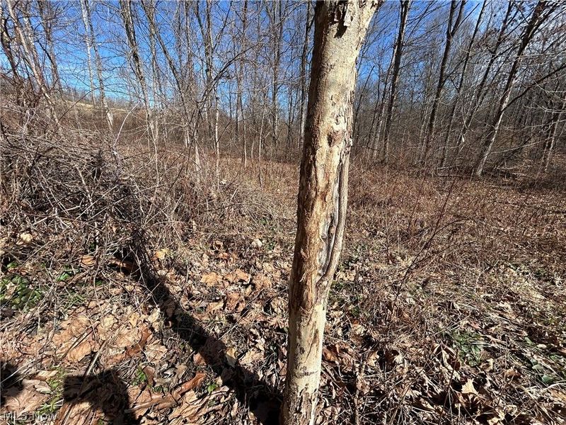 Ridgeview Lane , Blue Rock, OH 43727 Photo 24