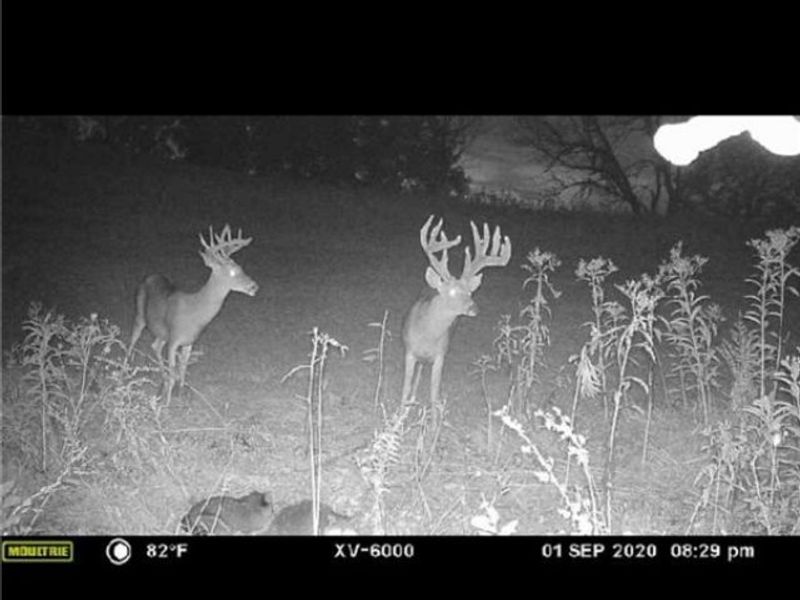 Ridgeview Lane , Blue Rock, OH 43727 Photo 34