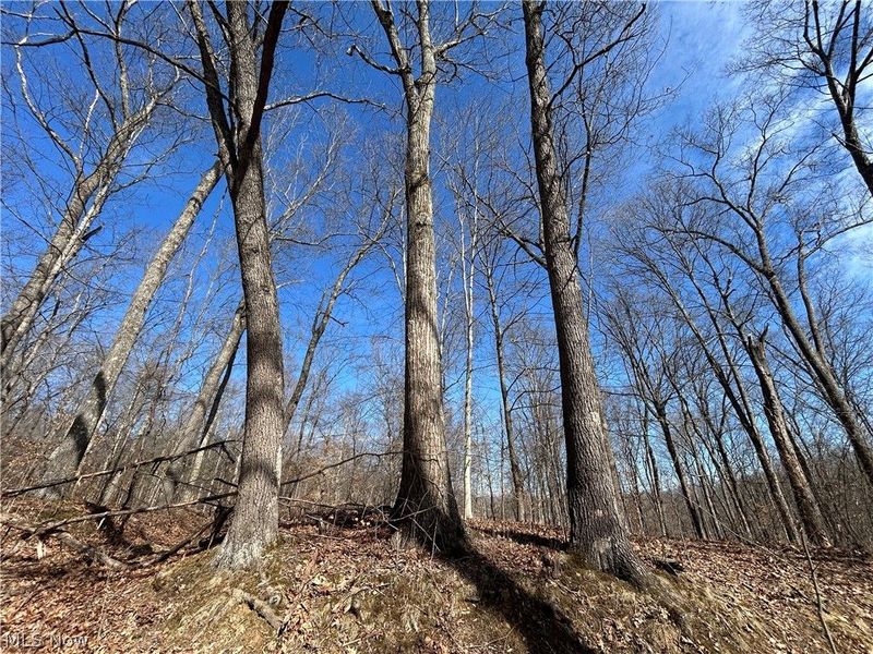 Ridgeview Lane , Blue Rock, OH 43727 Photo 8