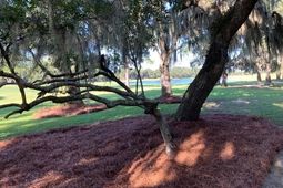 110 Swan Point Trail photo 4