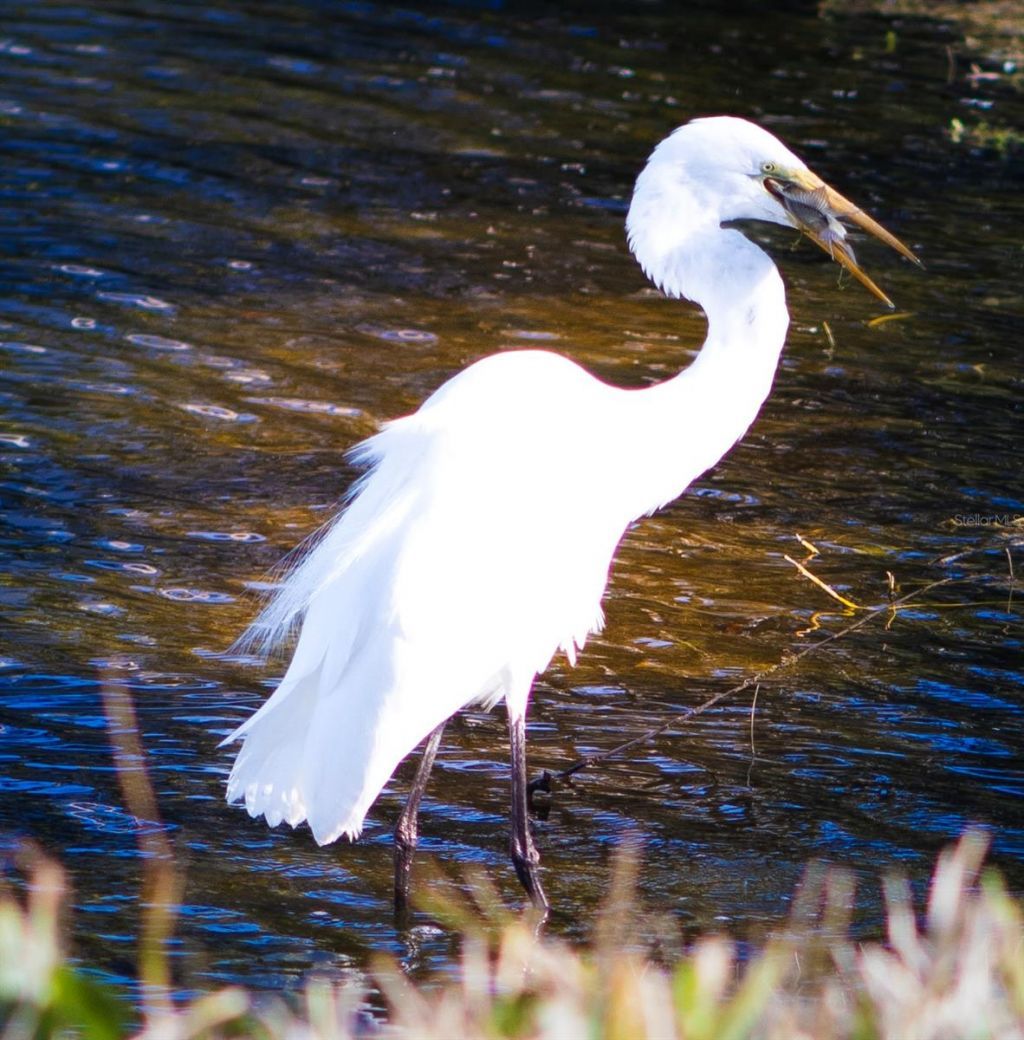 863 Audubon Drive, Unit 863, Bradenton, FL 34209 Photo