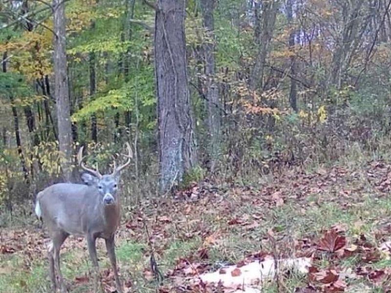 Plum Road, Kimbolton, OH 43749 Photo 23