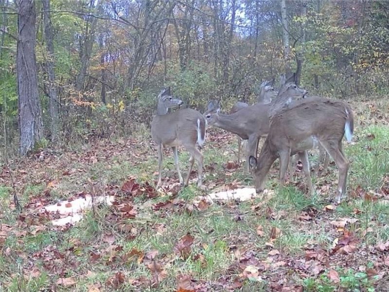 Plum Road, Kimbolton, OH 43749 Photo 24