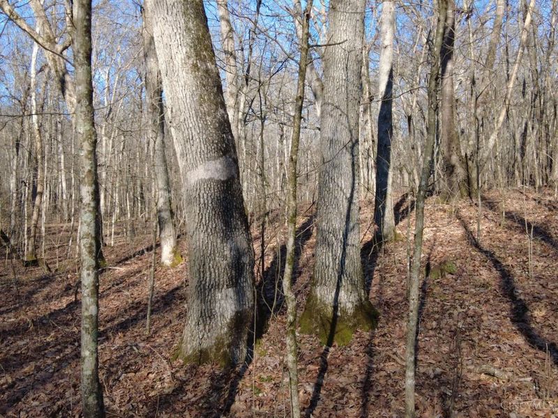 1459 Ohio 73, Bratton Twp, OH 45660 Photo 19