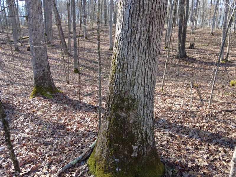 1459 Ohio 73, Bratton Twp, OH 45660 Photo 28