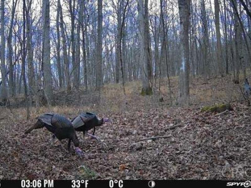 1459 Ohio 73, Bratton Twp, OH 45660 Photo 46