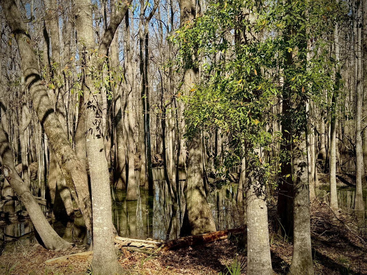 112 Clearview Circle Photo 13