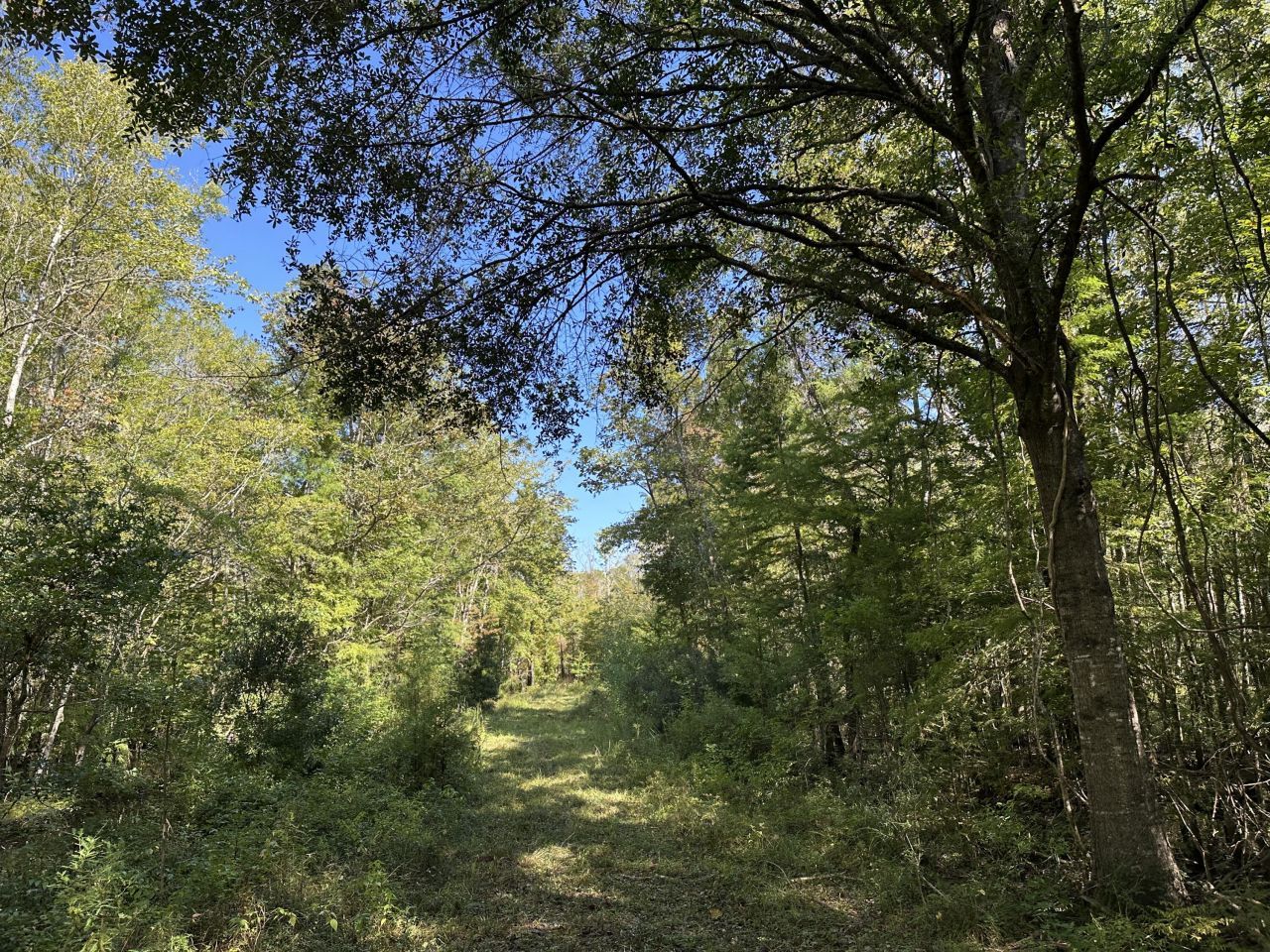 0 Big Bird Lane Photo 10