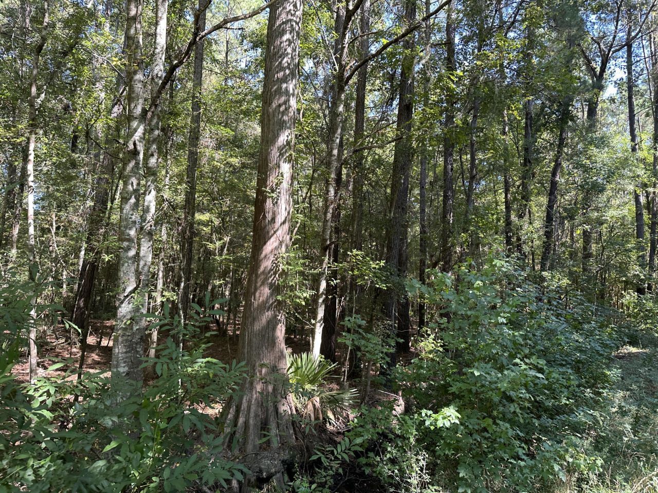 0 Big Bird Lane Photo 14