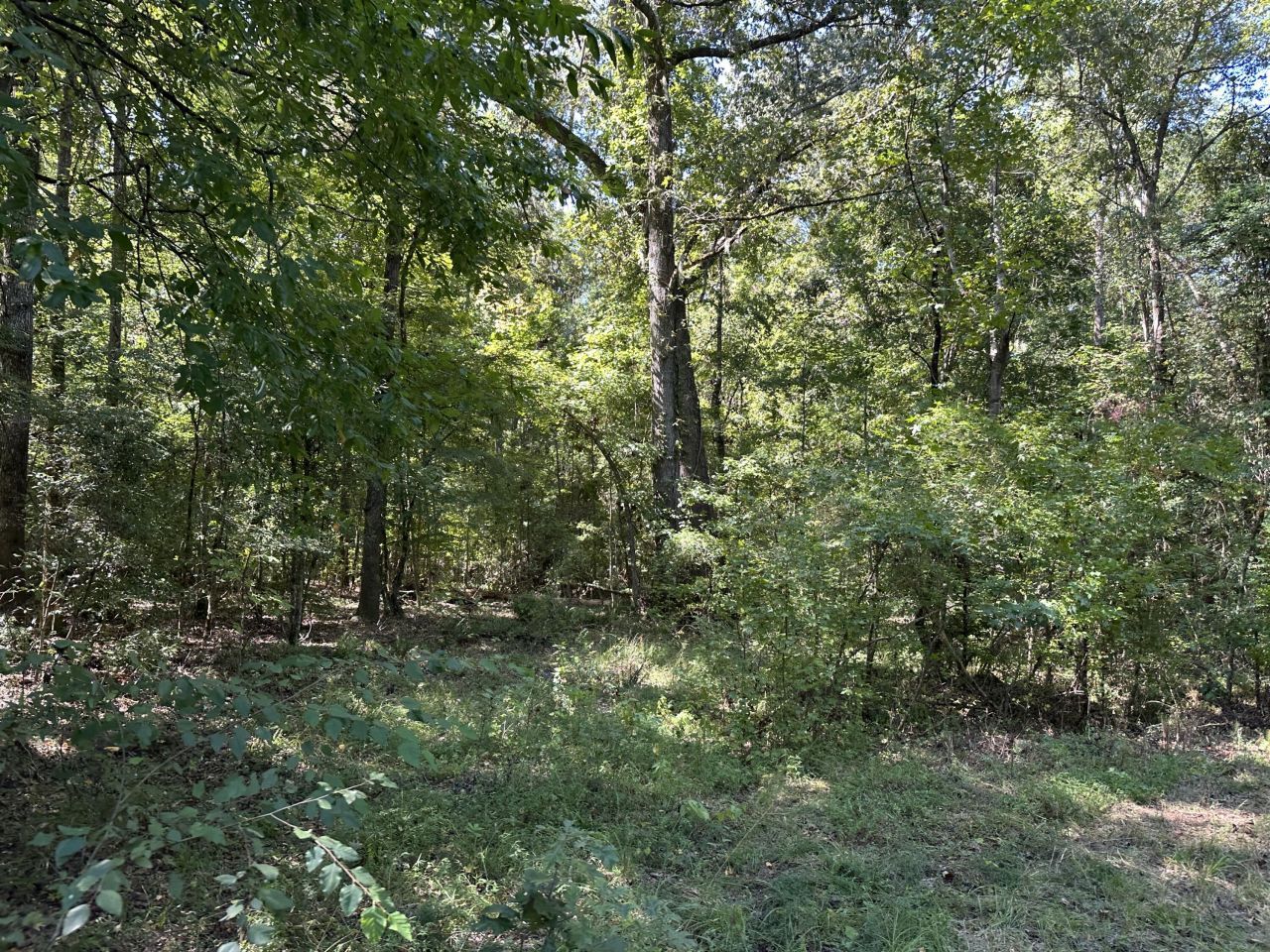 0 Big Bird Lane Photo 16