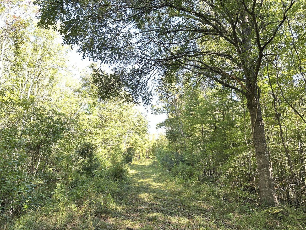 0 Big Bird Lane Photo 4