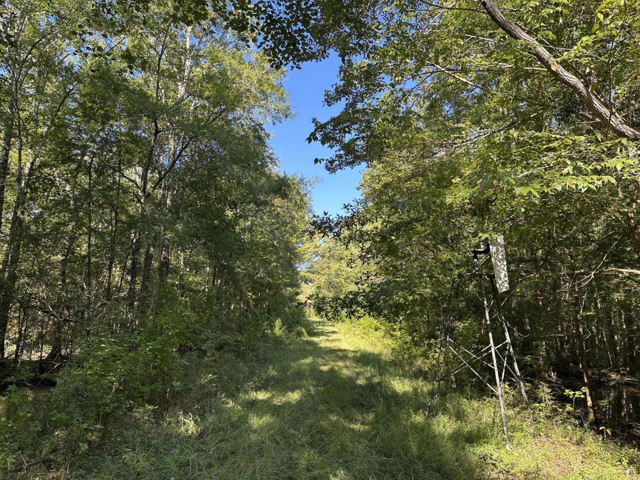 0 Big Bird Lane Photo 8