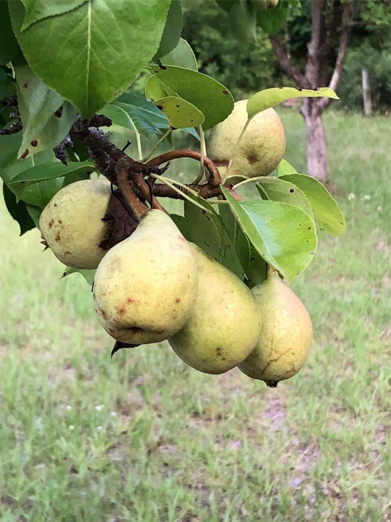 7011 SW 170 Street, Archer, FL 32618 Photo