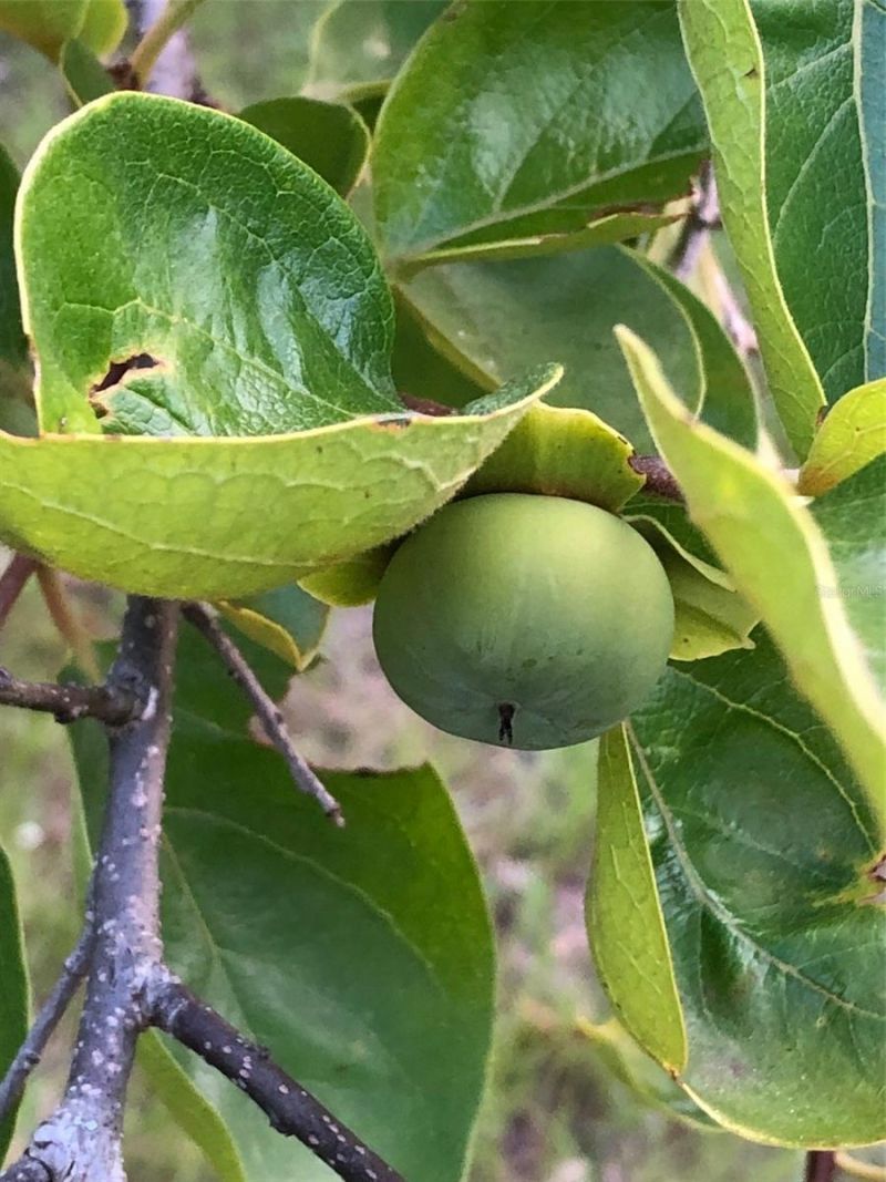 7011 SW 170 Street, Archer, FL 32618 Photo